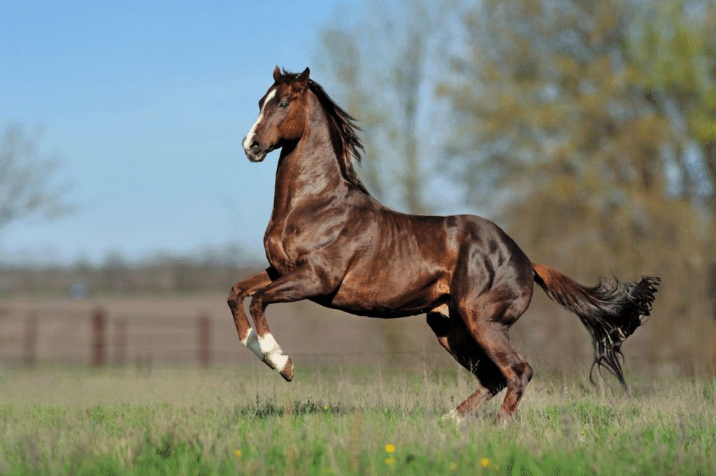 Chestnut horse rearing in a grassy field on a sunny day
