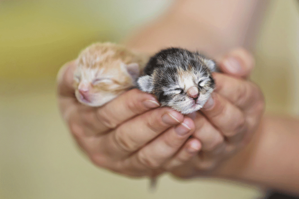 Two newborn kittens being gently held in hands during early kitten care