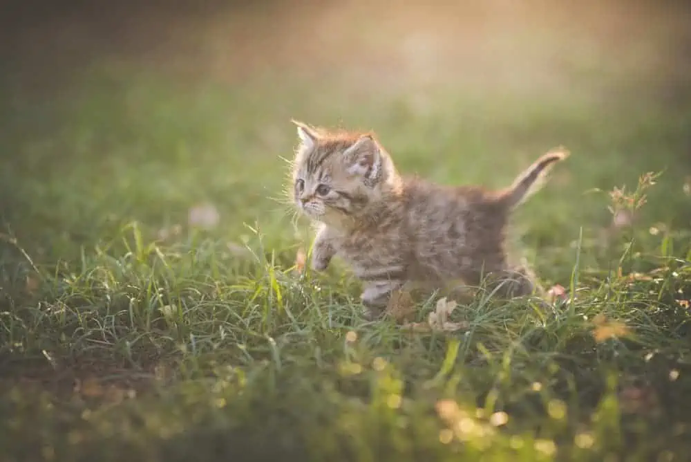 Young kitten exploring outdoors and taking its first steps on grass.