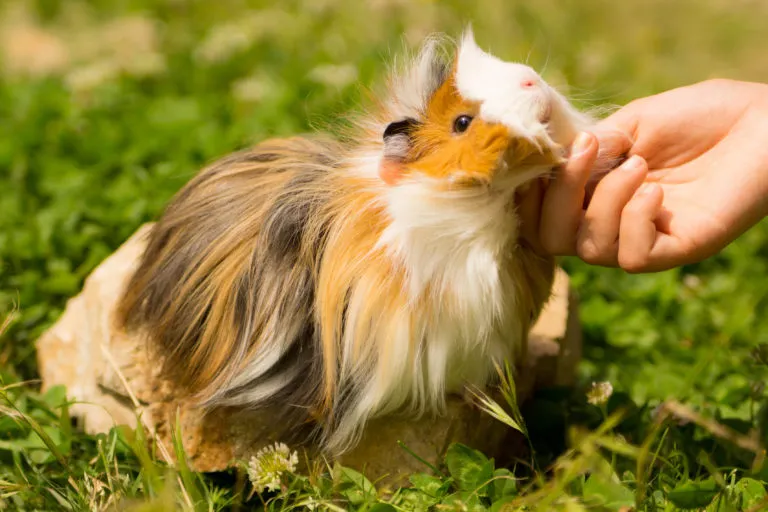 Long-haired guinea pig being gently petted outdoors on the grass