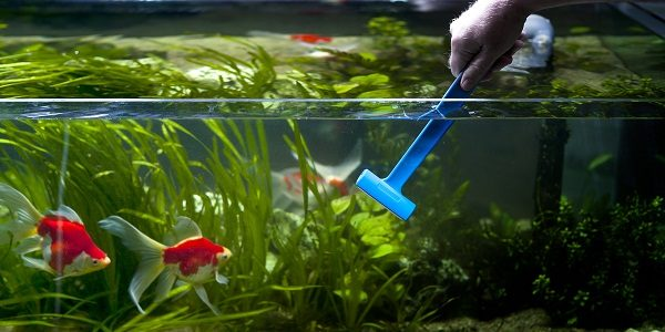 Person using magnetic cleaner to remove algae from aquarium walls