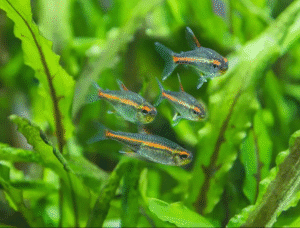 25 Small Fish for Freshwater Aquariums: Expert Guide