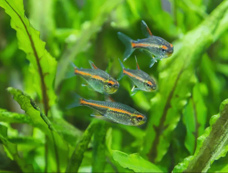 25 Small Fish for Freshwater Aquariums: Expert Guide