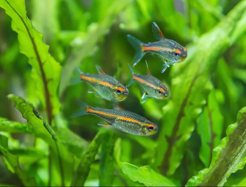 25 Small Fish For Freshwater Aquariums Expert Guide 25-small-fish-for-freshwater-aquariums-expert-guide