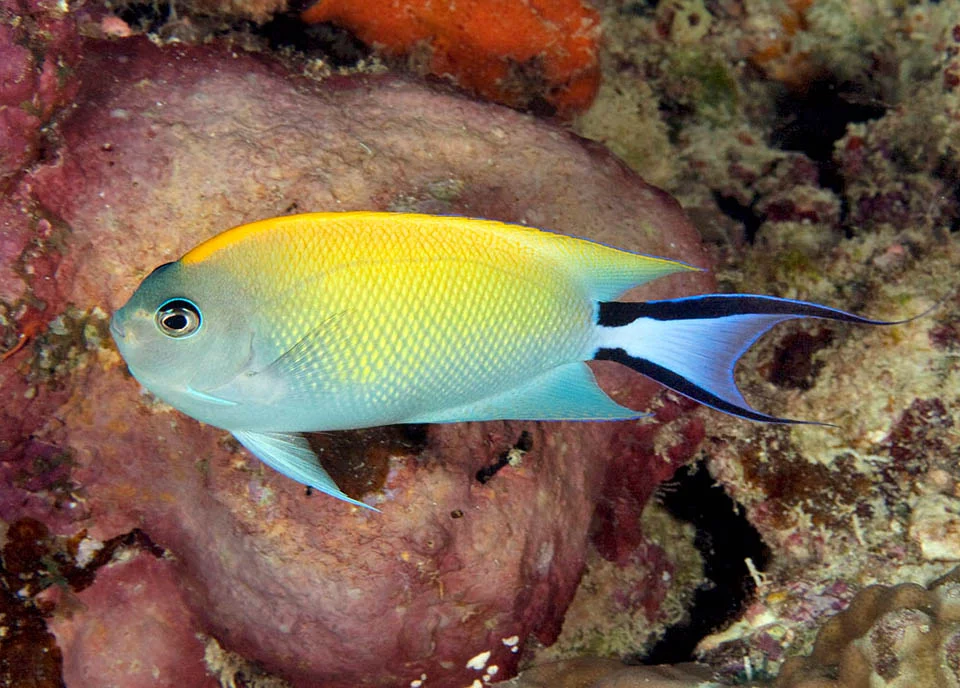 swallowtail angelfish with yellow upper body and black-edged tail swimming over reef rocks