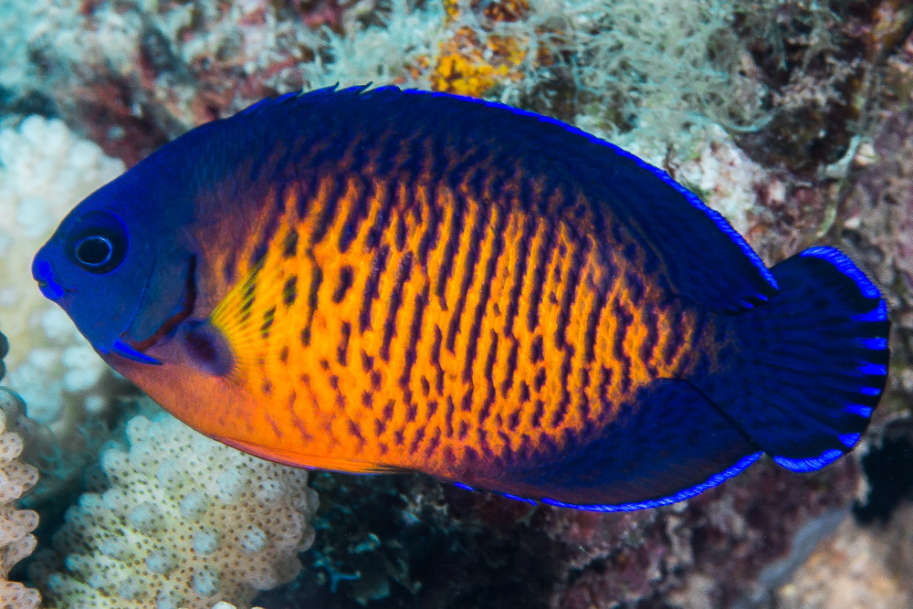 coral beauty angelfish with bright orange body and blue edging swimming in a reef tank