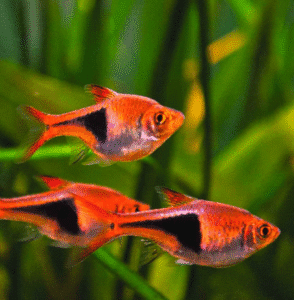 25 Small Fish for Freshwater Aquariums: Expert Guide