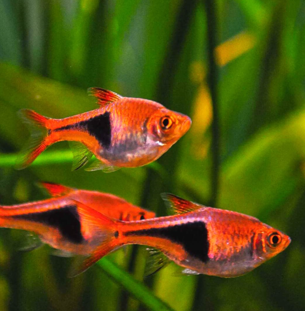 25 Small Fish for Freshwater Aquariums: Expert Guide