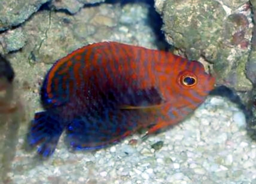 potter’s angelfish Centropyge potteri with orange body and blue markings swimming in a saltwater reef tank