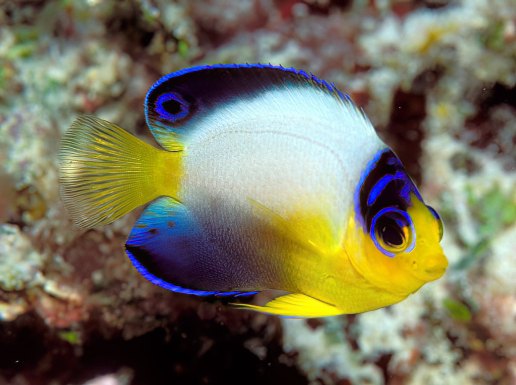 pearlback angelfish Centropyge joyceae with pale body and pearly white back swimming in a coral reef tank