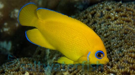 lemonpeel angelfish Centropyge flavissimus bright yellow dwarf angelfish with blue eye ring swimming in a reef aquarium