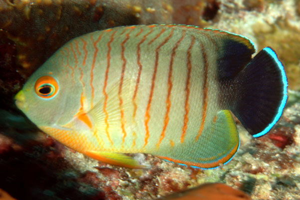 eibl’s angelfish Centropyge eibli silver body with black lateral stripe and orange tail swimming in a saltwater aquarium