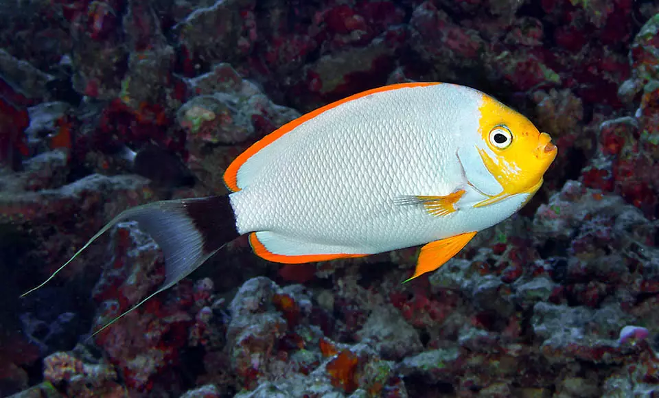 masked angelfish Genicanthus personatus rare white angelfish with black mask swimming in a marine reef environment