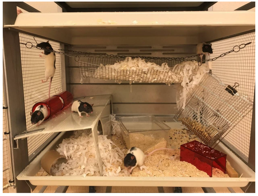 enriched multi level mouse cage setup with toys tunnels and bedding