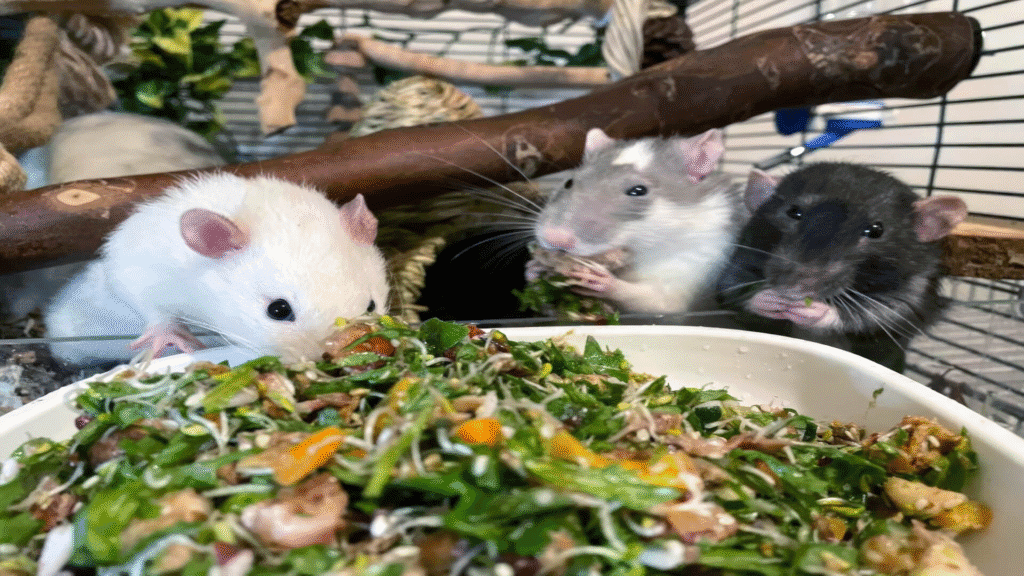 pet rats eating fresh greens and vegetables in their cage