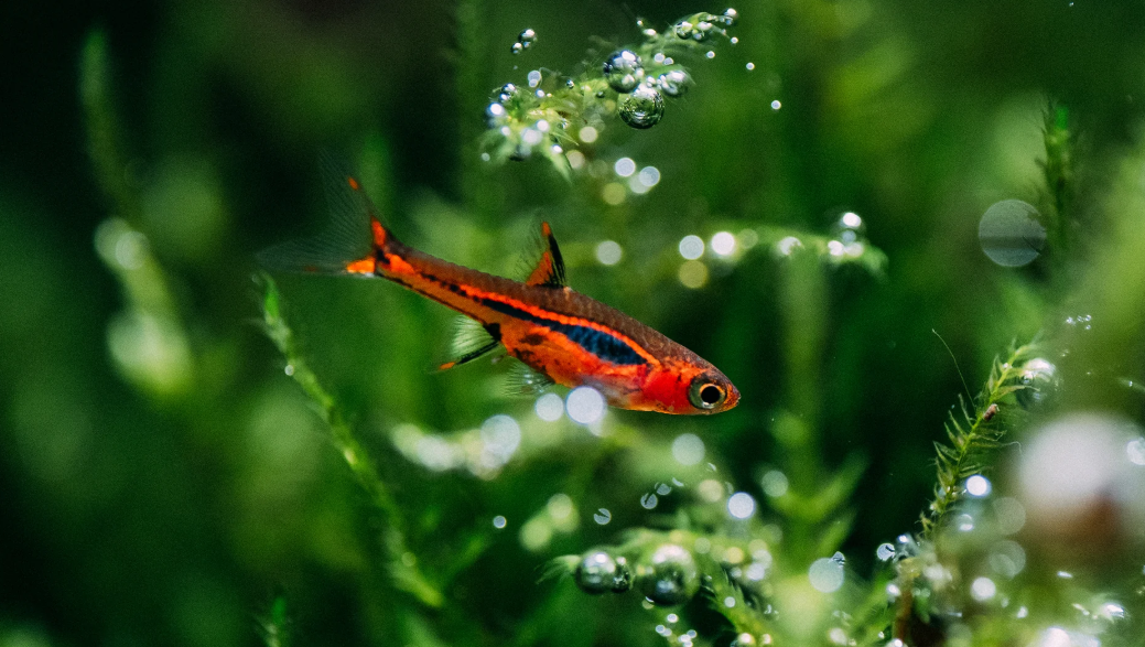25 Small Fish for Freshwater Aquariums: Expert Guide
