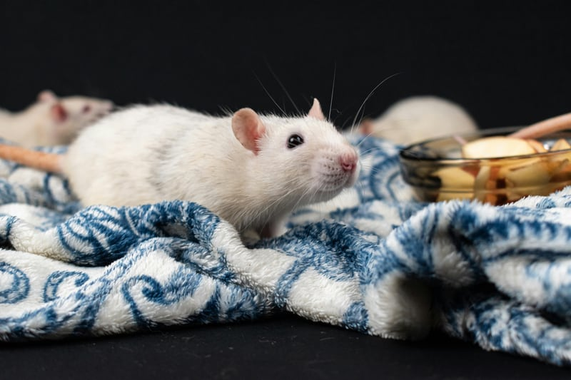 white pet rat resting on a patterned blanket near a treat bowl
