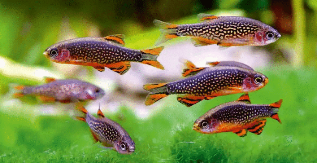 25 Small Fish for Freshwater Aquariums: Expert Guide