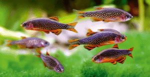 25 Small Fish for Freshwater Aquariums: Expert Guide