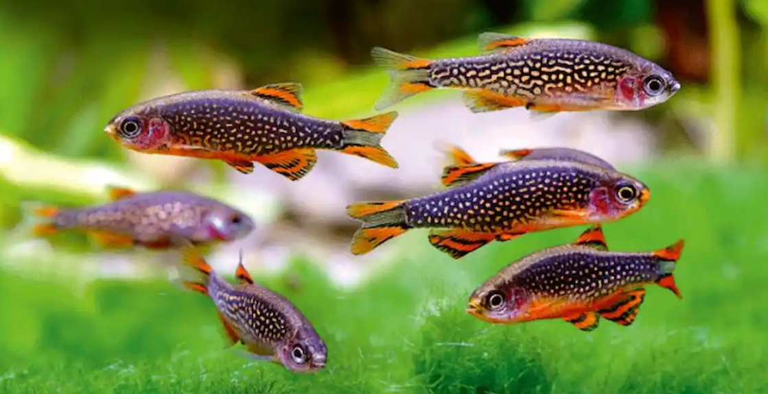 25 Small Fish for Freshwater Aquariums: Expert Guide