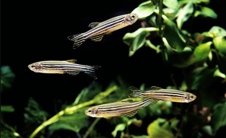 25 Small Fish for Freshwater Aquariums: Expert Guide