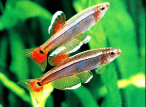 25 Small Fish for Freshwater Aquariums: Expert Guide