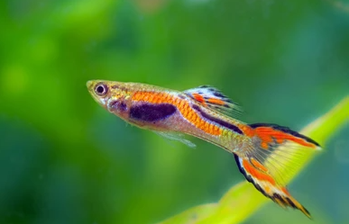 25 Small Fish for Freshwater Aquariums: Expert Guide