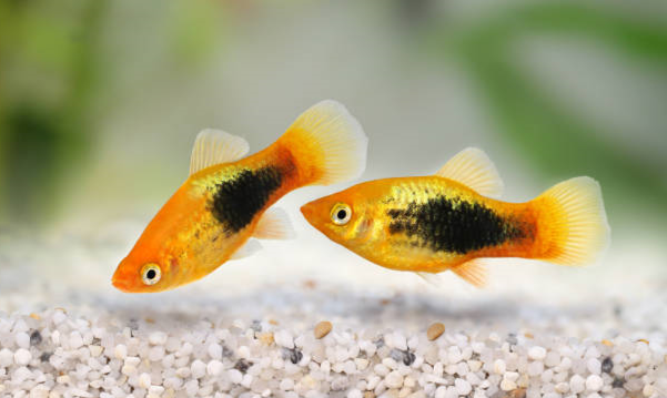 25 Small Fish for Freshwater Aquariums: Expert Guide