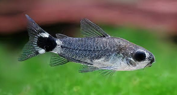 25 Small Fish for Freshwater Aquariums: Expert Guide