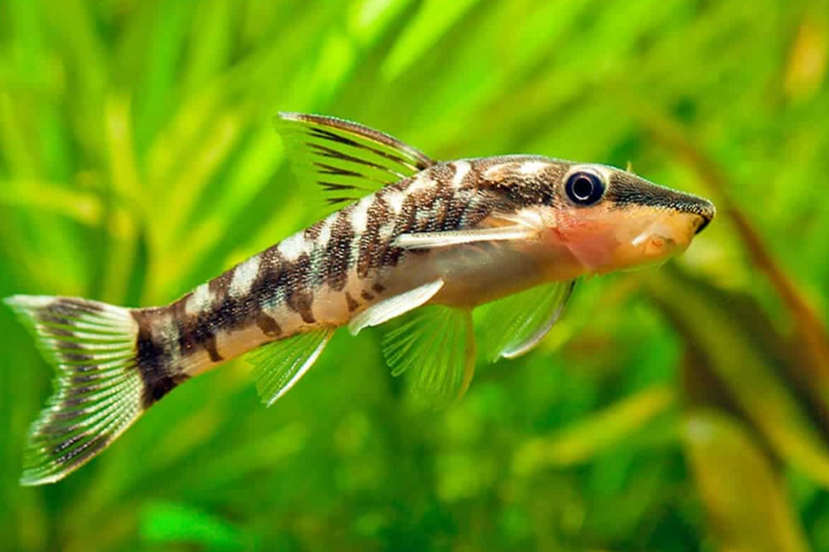 25 Small Fish for Freshwater Aquariums: Expert Guide
