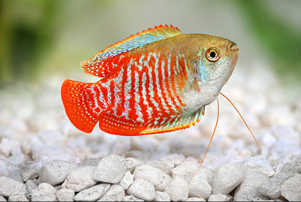 Colorful dwarf gourami in a peaceful freshwater community