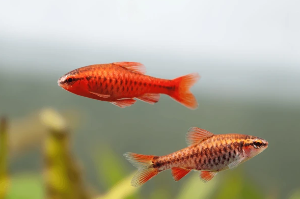 Cherry barbs displaying red coloration in a planted community tank