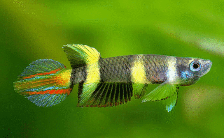 25 Small Fish for Freshwater Aquariums: Expert Guide
