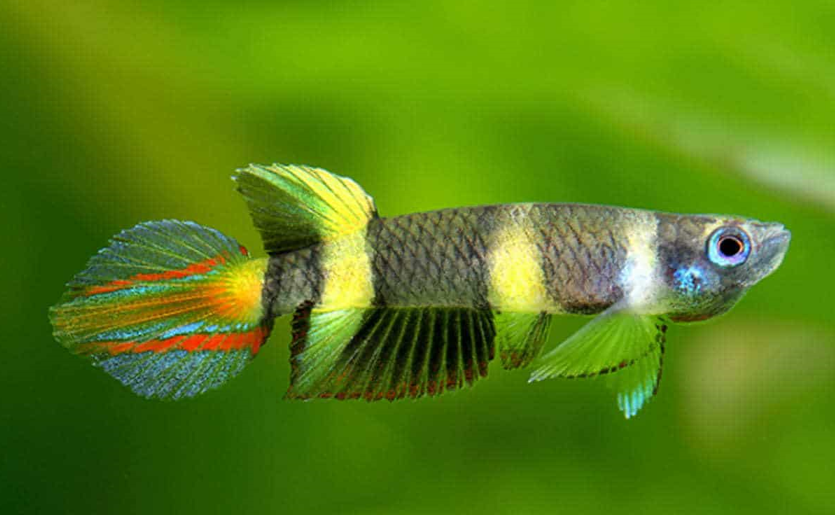 Clown killifish at the water surface under floating plants