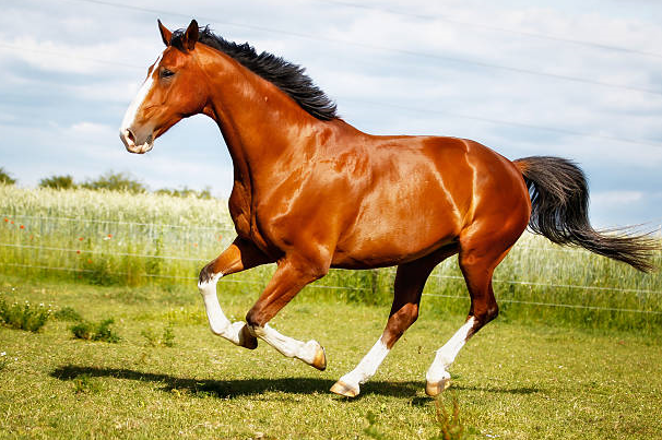 American Quarter Horse with muscular hindquarters and compact frame at a Western arena.