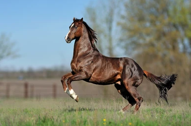 Athletic Thoroughbred cantering to a small jump in an outdoor arena.
