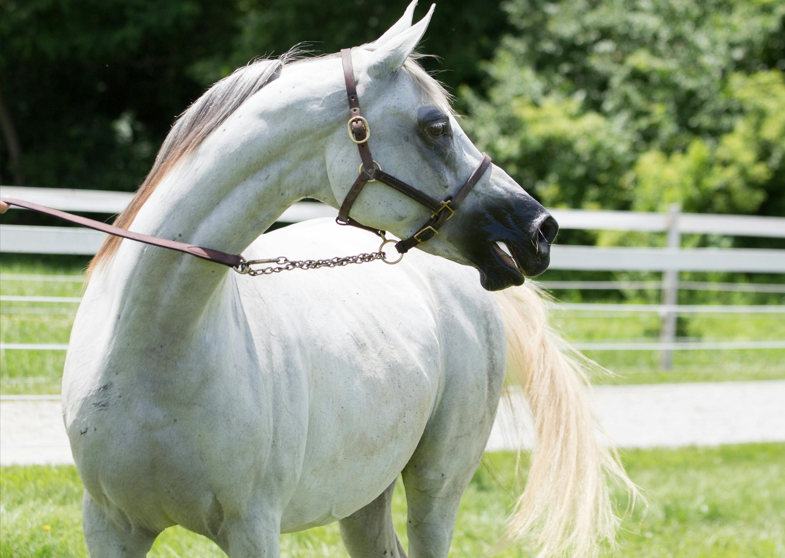 Arabian horse with dished face and high tail carriage trotting on a trail.