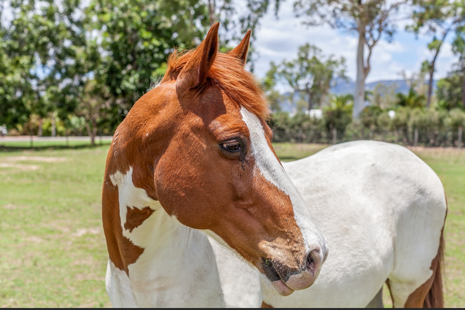 American Paint Horse with bold tobiano pattern ready for a relaxed trail ride.