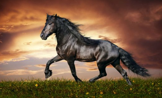 Compact Morgan horse with expressive head and high-set neck in light work.