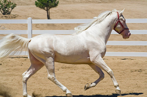 Tennessee Walking Horse demonstrating a smooth four-beat running walk.