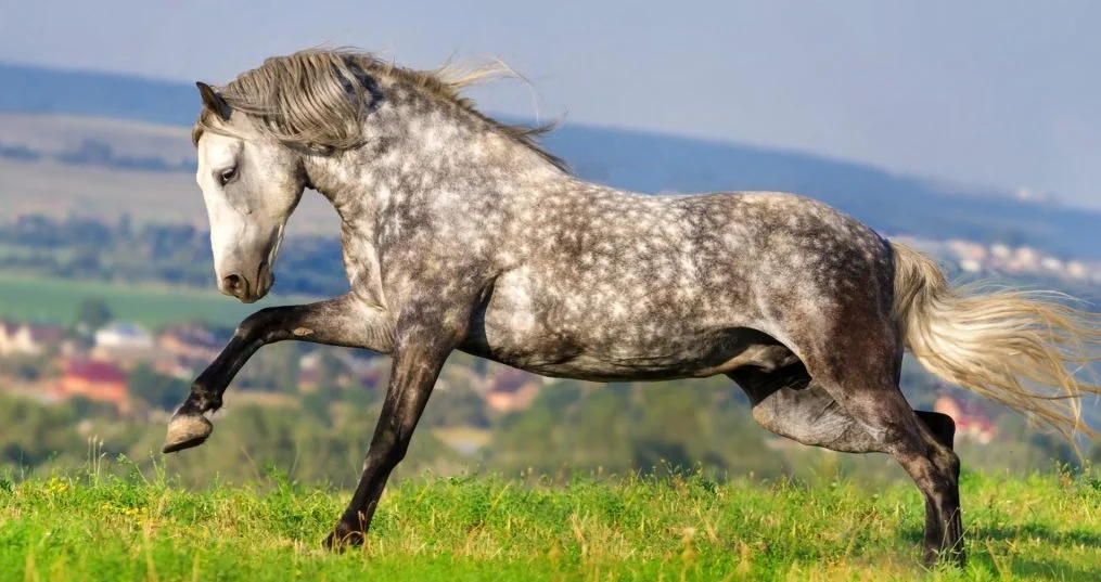 Andalusian PRE with arched neck and expressive movement in a dressage ring.