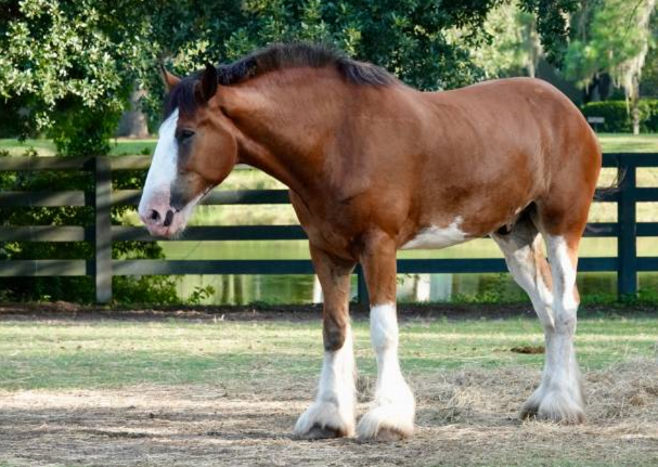 Clydesdale draft horse with heavy feather and broad chest standing in pasture.