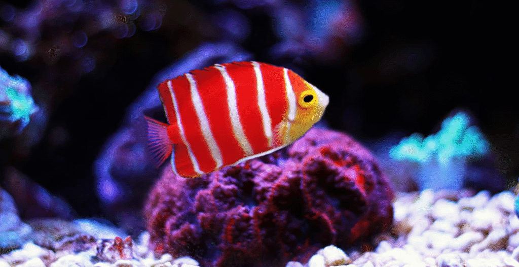 Peppermint angelfish in low-light cave habitat inside a mature reef tank.