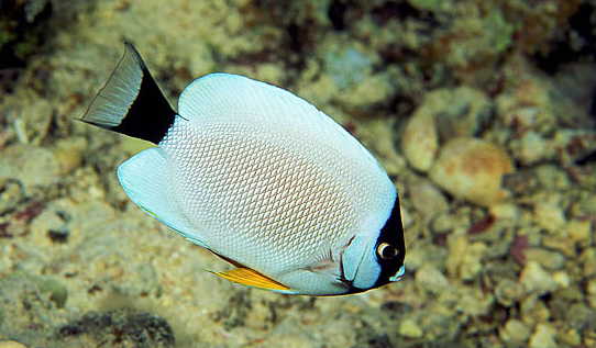 Masked angelfish swimming mid-water in a large, high-flow marine tank.