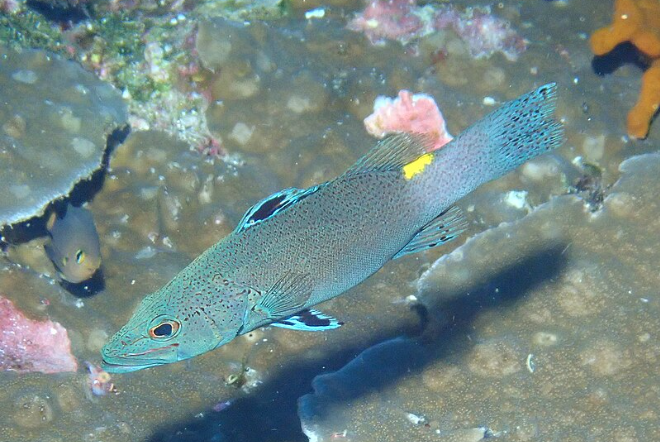 Dr. Seuss soapfish resting near an overhang in a peaceful FOWLR aquarium.