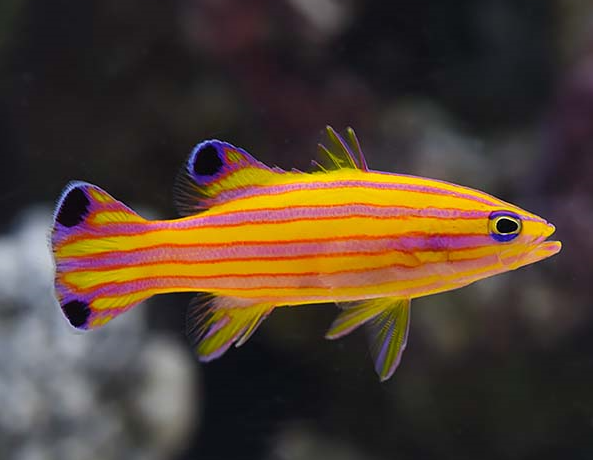 Candy basslet perching near a shaded cave in a nano reef aquarium.