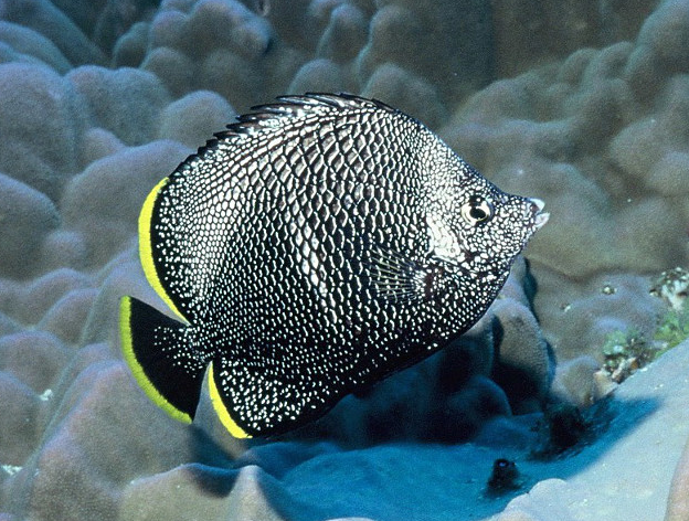 Wrought iron butterflyfish displaying metallic pattern in a fish-only marine tank.