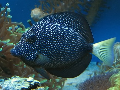 Gem tang with white spotting and yellow tail swimming in a large reef tank.