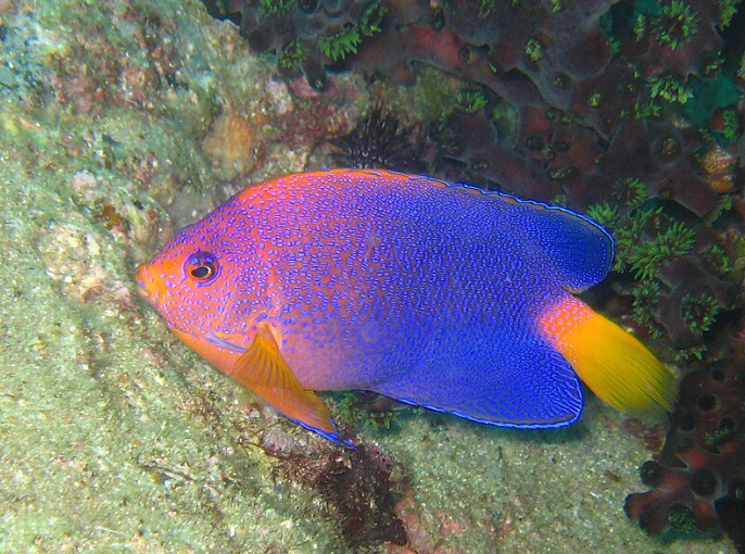 Unique & Rare Saltwater Fish: 10 Expert-Vetted Picks