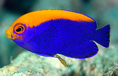 Resplendent angelfish swimming in a calm, shaded area of a mature reef tank.
